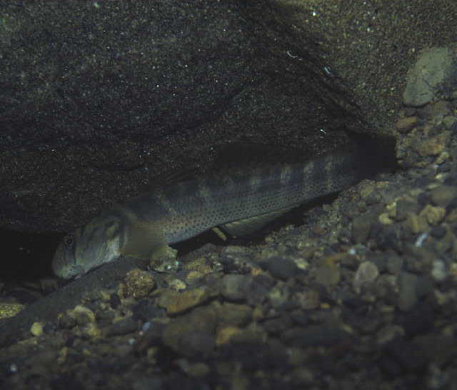 Sicyopterus japonicus